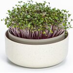 Asfasfq - urbalive germoir pour graines à germer et micro - pousses - microgreens coupelle de germination ... Asfasfq - urbalive germoir pour graines à germer et micro - pousses - microgreens coupelle de germination ...