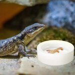 Bol rond d'alimentation pour reptiles en c�ramique blanche, plat a ver, bols pour animaux de compagnie, ...