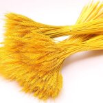 Bouquets de fleurs de grains de bl� s�ch�s, 50 pi�ces, tige de bl� s�ch�e naturelle, pour la maison, ...