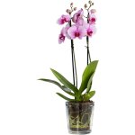 Cache pot verre 13. 5 cm pot fleur en verre transparent cache pot orchid�es pot en verre pour orchid�e ...