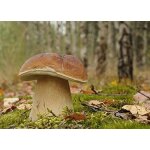 Cèpe de bordeaux, mycélium, champignons des bois, cultivez vos propres champignons Cèpe de bordeaux, mycélium, champignons des bois, cultivez vos propres champignons