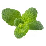 Click & grow cosse de menthe pomme