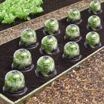 Cloche a salades x12 serre de protection pour plants Cloche a salades x12 serre de protection pour plants