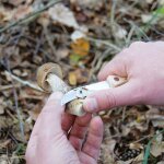 Couteau a champignons pliable traditionnel
