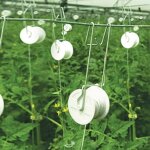 Crochets de support pour tomates, rouleau en treillis avec ficelle de 15m, outil de jardinage en serre, ...