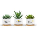 Eryi - pots pour plantes succulentes set de 3, pots de fleurs a planter cadeau maman, mini pot de fleurs ... Eryi - pots pour plantes succulentes set de 3, pots de fleurs a planter cadeau maman, mini pot de fleurs ...