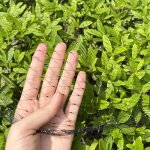 Filet anti - oiseaux noir 6m x 10m - pour le jardin - protection cerisiers, arbres fruitiers & l�gumes ...