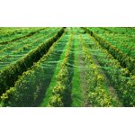 Filet de bassin 4 m x 6 m filet de protection contre les feuilles, filet de protection contre les hrons, ...