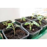 Godets pour semis - 3 tailles disponibles 7x7 8x8 9x9cm - made in france - lots de 24, 50, 100 ou 1000 ...