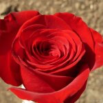Graines de rose pour bouquet de mariage , fleurs rouges, jaunes, violettes, mre, fille, amie, cadeau ...