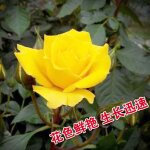 Graines de rose pour bouquet de mariage , fleurs rouges, jaunes, violettes, mre, fille, amie, cadeau ...