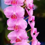 Graine - semence graines de fleurs 300pcs sac plantation facile pelouse naturelle phalaenopsis graines ...