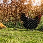 Grillage vert windhager mailles 13mm 0, 5x2, 5m