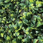 Haie artificielle en feuilles de laurier tenax divy 3d plus laurus 1, 00x 3m vert
