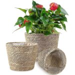 Jardinires en jonc de mer tisses a la main - lot de 3 paniers impermables pour plantes d'intrieur ...