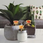 Kalanka - 15 marqueurs de plantes amusants, etiquette de lgumes de type t avec motif, panneau de jardin ...