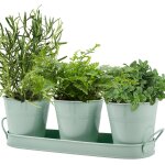 Kalanka - 3 pots  herbes aromatiques en mtal, pot  herbes plantes d'intrieur plateau, cultivez des ...