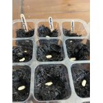 Kalanka - lot de 300 étiquettes en bois pour plantes d'extérieur et d'intérieur de qualité supérieure ... Kalanka - lot de 300 étiquettes en bois pour plantes d'extérieur et d'intérieur de qualité supérieure ...