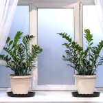 Kalanka - lot de 5 soucoupes en plastique durable de 30 cm pour plantes, bac récupérateur d'eau pour ... Kalanka - lot de 5 soucoupes en plastique durable de 30 cm pour plantes, bac récupérateur d'eau pour ...