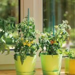 Kalanka - lot de 50 bâtons de support pour plantes, 44 cm, piquets de jardin verts avec 120 attaches ... Kalanka - lot de 50 bâtons de support pour plantes, 44 cm, piquets de jardin verts avec 120 attaches ...