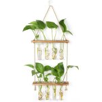 Kalanka - station de propagation avec support en bois vase mural avec 8 tubes  essai en verre suspendu ...