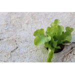 Kalanka - voile de paillage naturel en fibre de chanvre et lin 5m x 0. 50m protection des plantes biodgradabl ...
