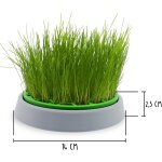 - kit cataire double graines - pot de germination, 2 types d'herbe à chat, stimulante et digestive, 4 ... - kit cataire double graines - pot de germination, 2 types d'herbe à chat, stimulante et digestive, 4 ...