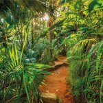 Komar photo murale jungle trail 368 x 254 cm Komar photo murale jungle trail 368 x 254 cm