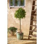 Laurier arbre artificiel vert h120