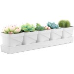 Lbgwp60 - lot de 5 pots d'herbes pour plantes d'intrieur avec plateau - pour votre jardin d'herbes aromatique ...