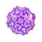 Lot de 10 tapis d�sodorisants pour urinoirs