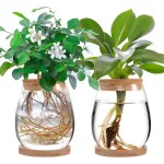 Lot de 2 grands terrariums de plantes en verre transparent avec couvercle et support pour culture hydroponique ...