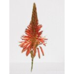 Lot de 25 graines a semer - le grenier d'abondance - aloe arborescens - plante succulente