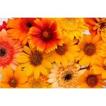 Lot de 450 graines a semer - le grenier d'abondance - lot de fleurs orange - jaune - 9 sachets individuels ...