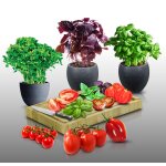 Lot de 700 graines a semer - le grenier d'abondance - tomates - basilic - 6 sachets individuels