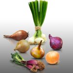 Lot de 850 graines a semer - le grenier d'abondance - fan d'oignons - 8 sachets individuels