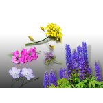 Lot de graines engrais vert - le grenier d'abondance - phacelie lilla, sinapis alba, lupin bleu bio, ...
