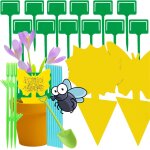 Maa - anti moucherons interieur ¿marque franaise autocollant mouche cuisine - anti insectes plantes ...