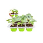 Mini - serre 9 cellules avec couvercle - plateau  semis rutilisable 5, 6cm - kit germination pet sans ...