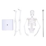 Mini modèle de squelette de 45cm, structure osseuse du corps humain en pvc avec bras mobiles, jambes ... Mini modèle de squelette de 45cm, structure osseuse du corps humain en pvc avec bras mobiles, jambes ...