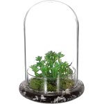Nouvelhorizonstore - mini pot de terrarium pour plantes succulentes - d�me en verre transparent avec ...