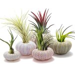 Nouvelhorizonstore - pot a suspendre en forme d'oursin de mer avec corde rustique pour jardin, plage, ...