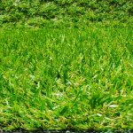 Nouvelhorizonstore - rouleau de gazon artificiel en moquette pour terrasse ou jardin, hauteur 20 mm, ...