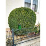 Piege a pyrale du buis