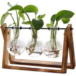 Plante avec support en bois, vase en verre à bulbes, support pivotant en métal, style rétro, pour culture ... Plante avec support en bois, vase en verre à bulbes, support pivotant en métal, style rétro, pour culture ...
