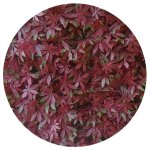 Plaques clipsables de feuillage artificiel 1m? (lot de 4) vigne vierge rouge