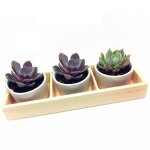 Pot de fleur en fer charnu en céramique, boîte en bois, plante succulente, support de jardinière, pot ... Pot de fleur en fer charnu en céramique, boîte en bois, plante succulente, support de jardinière, pot ...