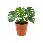 Pot de fleurs rond en forme de seau, Ø 34 cm, en terre cuite, style minimaliste, h 32, 5 cm, d�coration ...