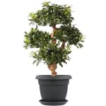 Pot de fleur avec soucoupe plastique anthracite d 20 cm cache pot classique jarnidniere rond bol boite ...