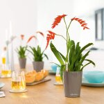 Pot de table mini - deltini - kit complet, taupe brillant � 10 x 13 cm